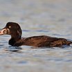 Surf Scoter